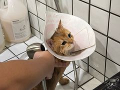-钦宠·猫咪售卖·洗护·寄养(东圃旗舰店)