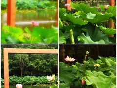 -陈家山荷花公园