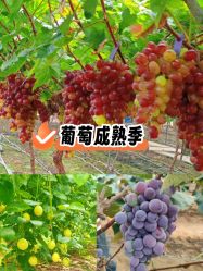 -宝生月子中心(民治店)