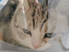 -瑞派·关忠动物医院·猫专科·犬专科(三环新城店)