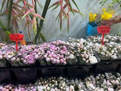 -循礼门鲜花花市(武汉循礼门店)