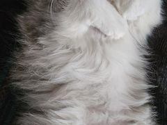 -伟伟宠物医院·CT影像中心·瑞派犬猫综合性门诊(汉口总院)