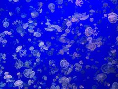 -江和美海洋公园