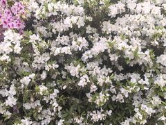 -南山植物园
