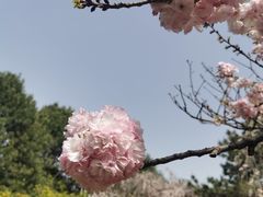 -西安青龙寺遗址景区