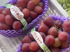 -马陆小张葡萄园农家乐