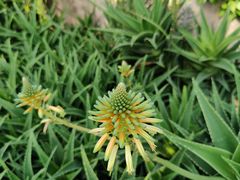 -北京植物园-展览温室