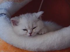-糯米喵星人总部直营旗舰店·猫舍·幼猫出售