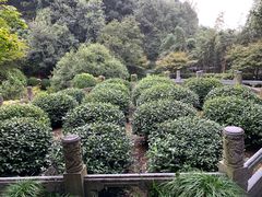 -十八棵（老龙井）御茶园(老龙井店)
