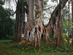 -瑞丽独树成林风景区