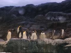 -新加坡飞禽公园