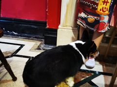 -猫色咖啡·猫咖