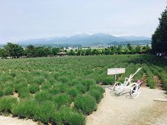 -富田农场