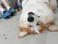 -汪说·狗咖(旺城大厦店)