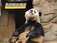 -都江堰中华大熊猫苑