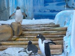 -海合安青岛极地海洋公园