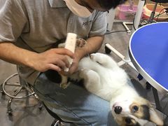 -PETKIT小佩宠物(古北店)