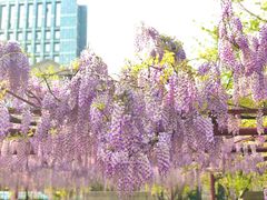 -嘉定紫藤园
