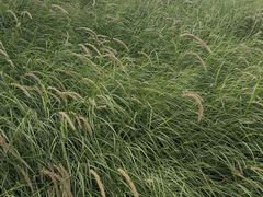 -三圣花乡旅游区