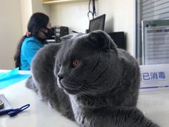 -芭比堂宠物医院·全科爱猫医院·仁德分院