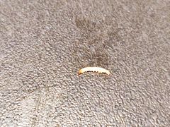 -南门四季铜锅涮肉(大屯·北苑店)