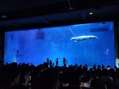 -芜湖新华联大白鲸海洋公园