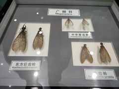 -上海昆虫博物馆