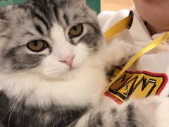 -飞行喵MR PILOT|猫舍·猫咖(静安大融城店)