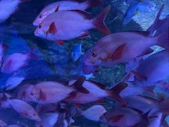 -太平洋海底世界