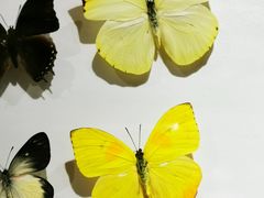-沈阳鸟岛
