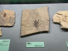 -厦门诚毅自然探索馆