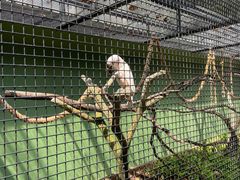-新加坡飞禽公园