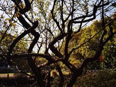-无锡梅园公园
