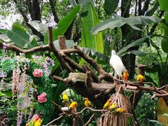-广州长隆飞鸟乐园