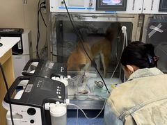-美联众合爱康动物医院•复杂内科•肿瘤科•牙科•腔镜诊疗中心