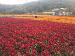 -广州市石门国家森林公园