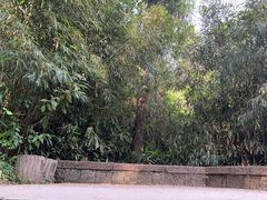 -武夷山风景名胜区-玉女峰