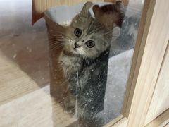 -浣熊柯尔鸭土拨鼠·电玩咖