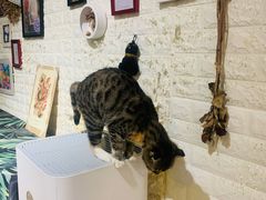 -平行世界·猫咖(首经贸店)