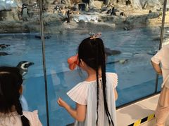 -帝企鹅自助餐厅•儿童岛•真企鹅(长隆企鹅酒店)