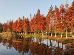 -洋湖国家湿地公园
