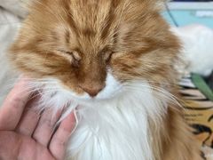 -平行世界·猫咖(首经贸店)