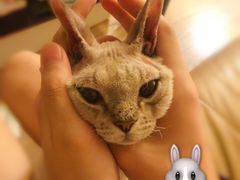 -momokira米努特·德文卷毛猫·棉花面纱犬