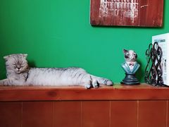 -李小姐の猫咖啡馆(五角场店)