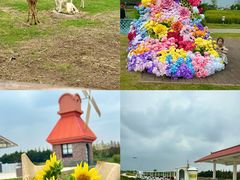 -杭州湾海上花田景区