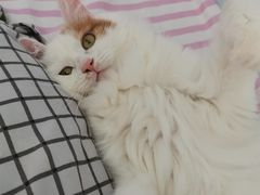 -米苏动物医院·犬猫专科·骨科外科内窥镜