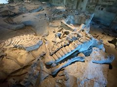 -自贡恐龙博物馆