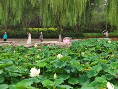 -莲花池公园
