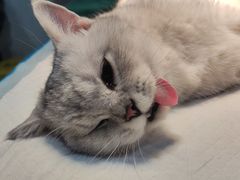 -瑞派名望24h动物医院异宠专科·猫专科·骨科·重症监护分院