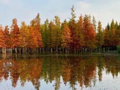 -白鹭湾湿地公园